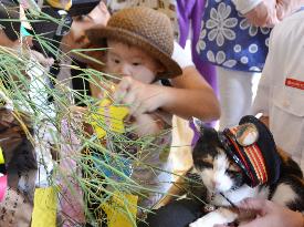 Cat station master sees kids prepare for 'Tanabata'