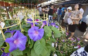 Morning glory fair in Tokyo ushers in summer