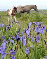 Horses walk near Arctic iris in bloom in Hokkaido