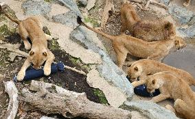 Lions bite, scratch to 'design' jeans at Japanese zoo