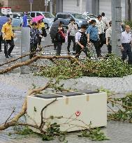 Fallen trees in Naha due to influence of typhoon
