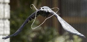 Crow uses wire hanger for making nest