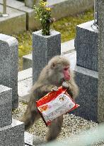 Monkey steals candy pack at Kyodo gravesite