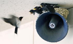 Swallow raises chicks on speaker