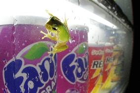 Tree frog on vending machine