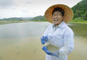 Farmer checks chemical-free rice paddy for stork survival