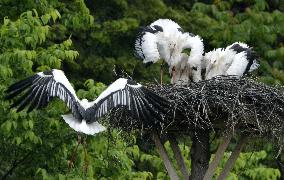 Oriental white stork chicks about to leave nest