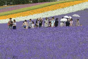 Lavender fields in Hokkaido