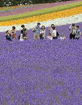 Lavender fields in Hokkaido