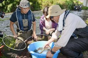 Researcher conducting eel studies