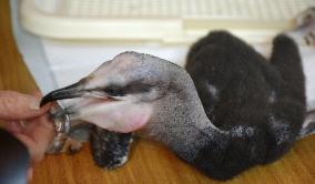 Artificially incubated Japanese cormorant chick