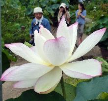 Osaka flower garden starts lotus blossom event