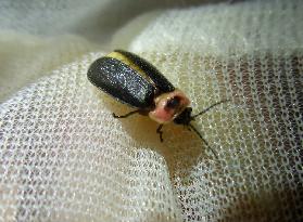 Firefly found on mountain top in western Japan