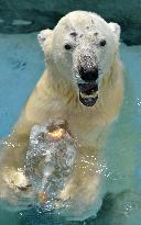 Polar bear gets annual summer gift