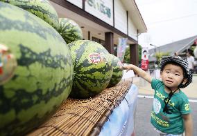 Nyuzen Jumbo Watermelons