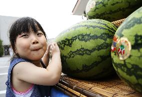 Nyuzen Jumbo Watermelons