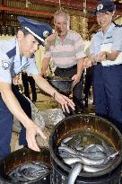Imported eels checked at Narita airport customs