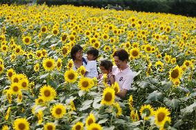 Sunflowers in Zama