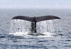 Whale watching off Rausu, Hokkaido