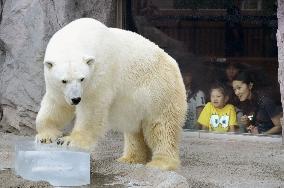 Polar bear plays with block of ice at Hokkaido zoo