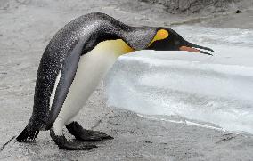 Penguin at Hokkaido zoo gets block of ice