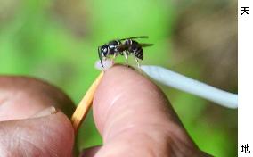 Wasp as alternative source of protein