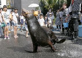 Sea lion performs 'uchimizu' to cool down summer heat