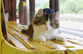 Kitten named 'apprentice attendant' at rail station