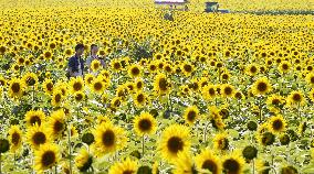 Sunflowers in full bloom in Hokkaido's sunflower village