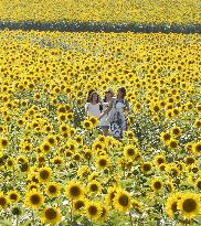 Sunflowers in full bloom in Hokkaido's sunflower village