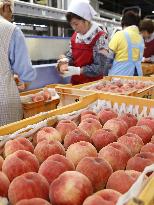 Prime peach season hits Fukushima