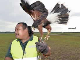 Narita airport tests use of hawks to reduce bird strikes