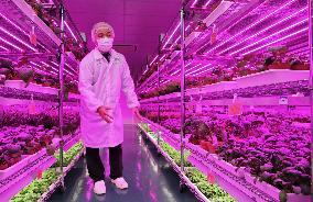 Panasonic runs indoor vegetable factory in Singapore