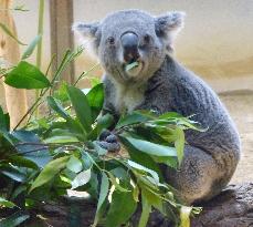 No. of koalas kept at Japanese zoos dropping
