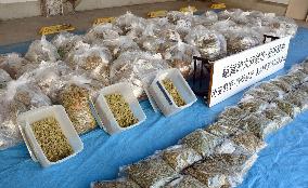 Confiscated packs of dried hemp displayed at police station