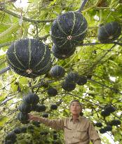 'Flying pumpkins' hang in greenhouse in Hokkaido