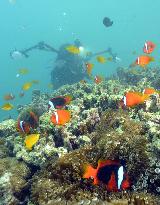 Coral habitat in Oura Bay, Nago