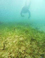 Conservationist checks seaweed bed in Oura Bay, Nago