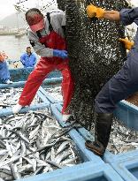 Saury unloaded at Ofunato fish market