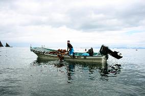 Fisherman gathers 'kombu' off Rausu, Hokkaido