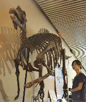 Russian museum eager to display Japan dinosaur fossil replica