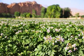 Potato field near Bamyan Valley