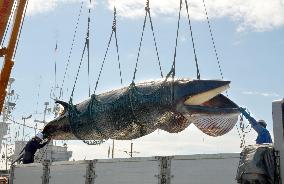 'Research whaling' starts in seas off Hokkaido