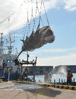 Research whaling begins in northern Japan coastal areas