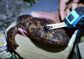 Japanese giant salamander threatened by crossbreeding