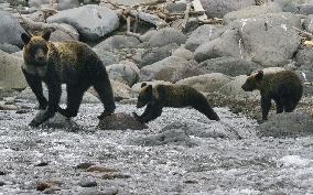 Brown bears in Shiretoko Peninsula