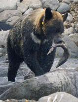 Brown bears in Shiretoko Peninsula