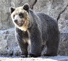 Brown bear at northern Japan zoo