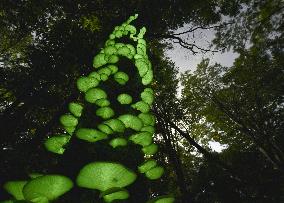 Mushrooms glow in dark in northeastern Japan