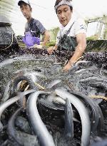 Farmed eels put into aquaculture ponds to be cut 20%